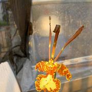 Oncidium (Psychopsis) butterfly x papilio